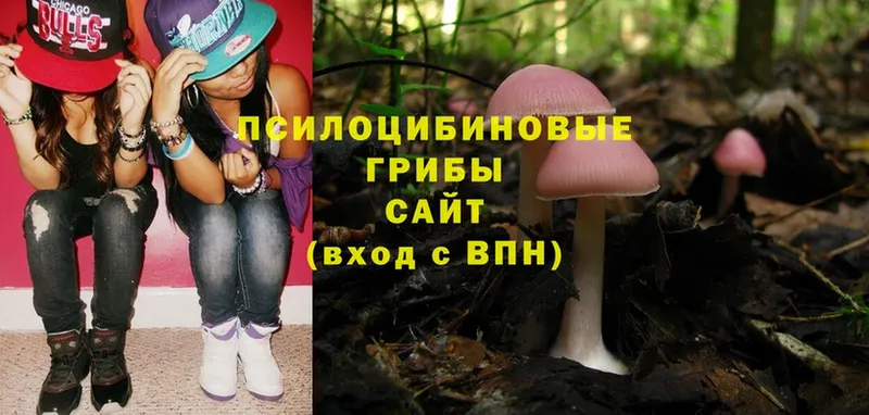 Псилоцибиновые грибы Psilocybe  где купить наркотик  Беслан 